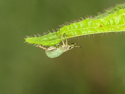 Insects in Green III (set of 3)