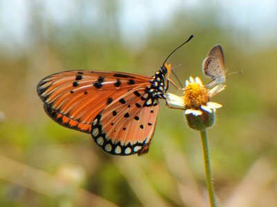 Moth and Butterfly (set of 3)
