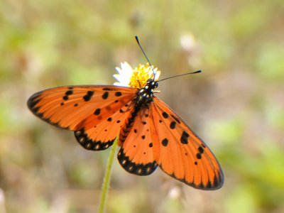 Moth and Butterfly (set of 3)