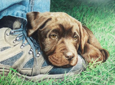 Fidelity,chocolate Labrador