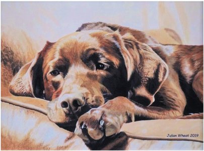 In his favorite spot,chocolate labrador