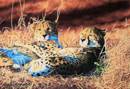 Brotherly love,Cheetahs