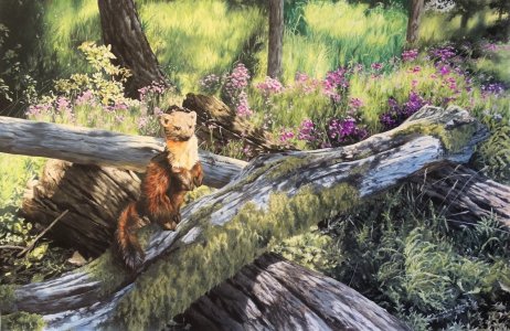 Monédieres Pine Martin