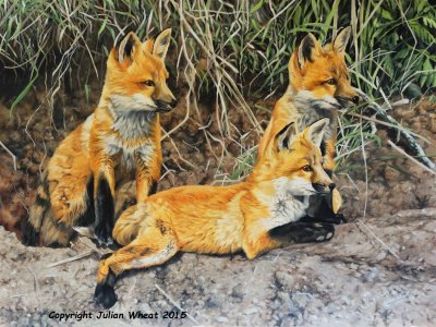 Patient Fox cubs