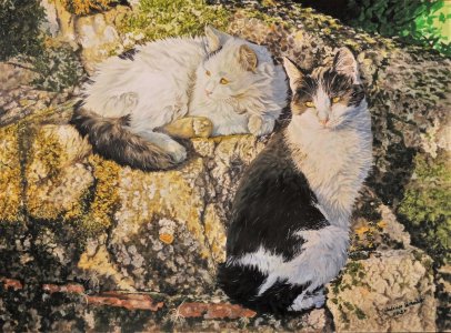 Pach and Pixel,evening light