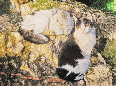 Pach and Pixel,evening light