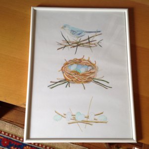 The bird,the nest,the eggs