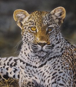 Young Leopard 