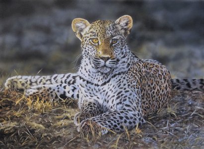 Young Leopard 