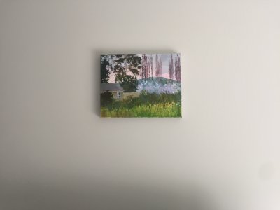 Vineyard in Canterbury, New Zealand 