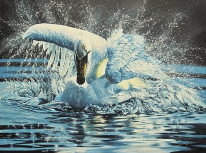 Mute Swan tempest