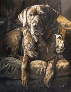 Mocha,sepia chocolate labrador