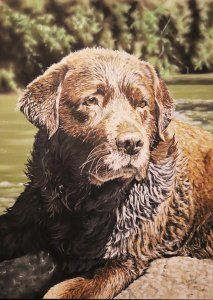 Souvenirs of Summer,chocolate Labrador