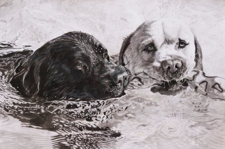 Best friends,two labradors