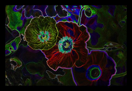 CoronaFlowers, Série 6, C28.