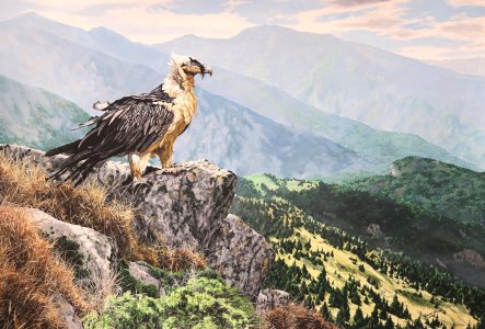 bearded vulture of the Pyrénées