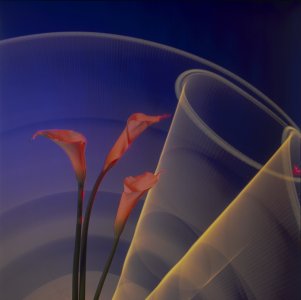 Calla Lily Light Drawing - Calla Lily Wall Art Sale Online