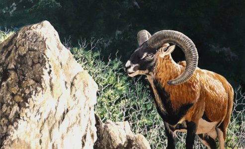 Mouflon des Pyrénées
