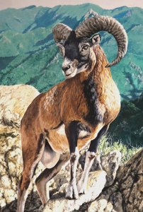 Mouflon des Pyrénées