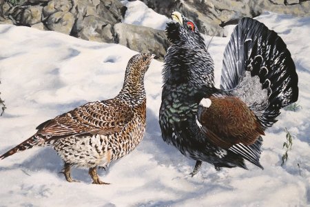 Grand Tétras des Pyrénées