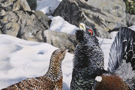 Grand Tétras des Pyrénées