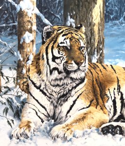 Siberian Tiger