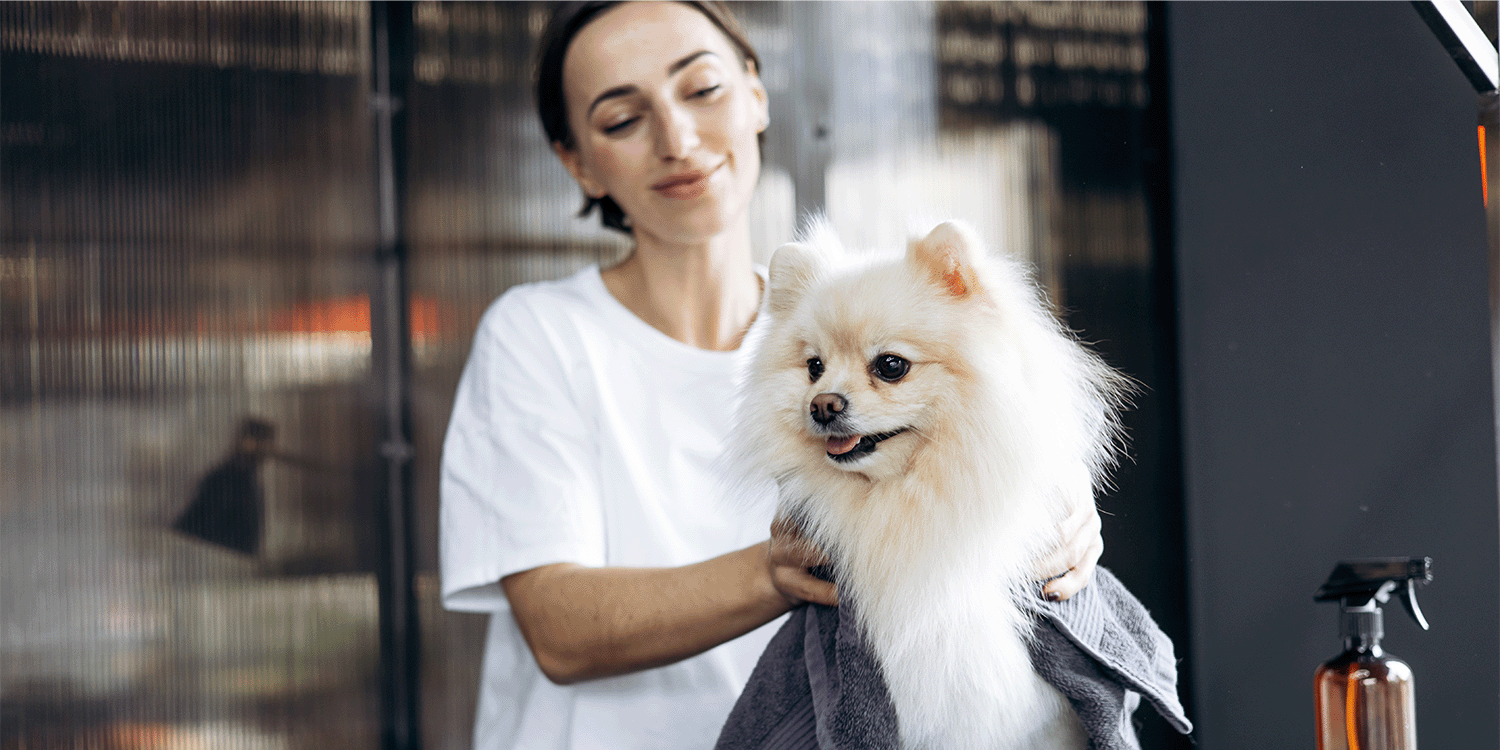 Thumbnail for How to start a dog grooming business.