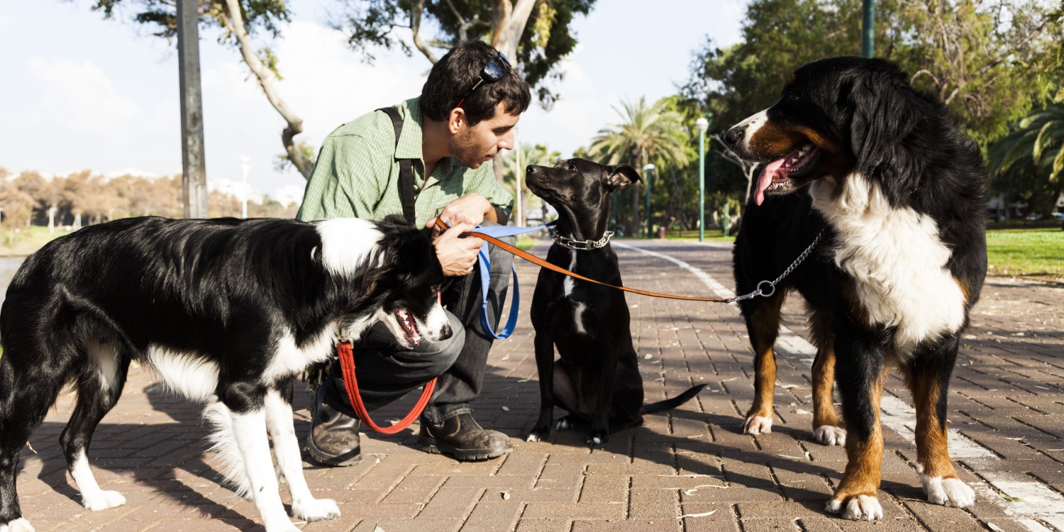 Thumbnail for How to start a dog walking business in 2026.