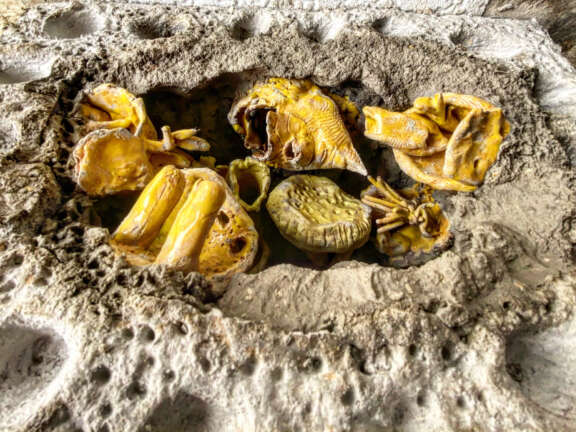 close up of textured concrete basin-shaped artificial rockpool form, inside the rock pool is an array of abstract ceramic forms in lots of varying shapes and textures in shades of yellow