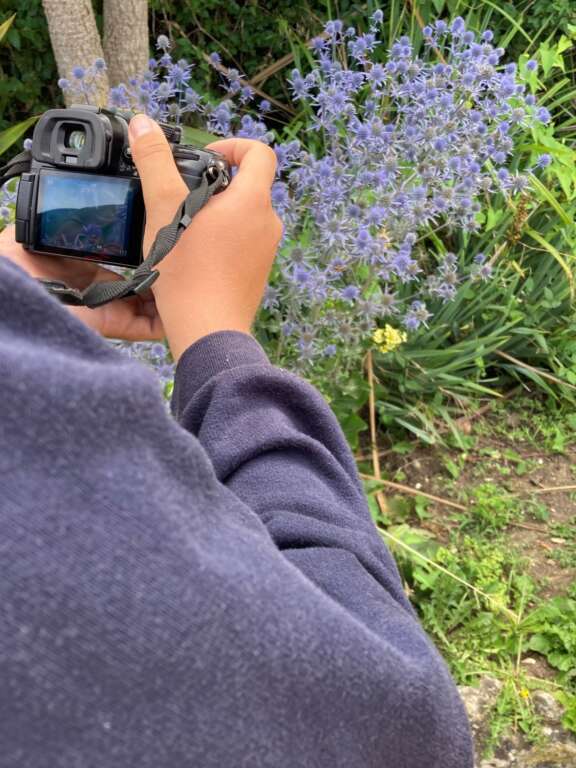 person taking a photo of flowers
