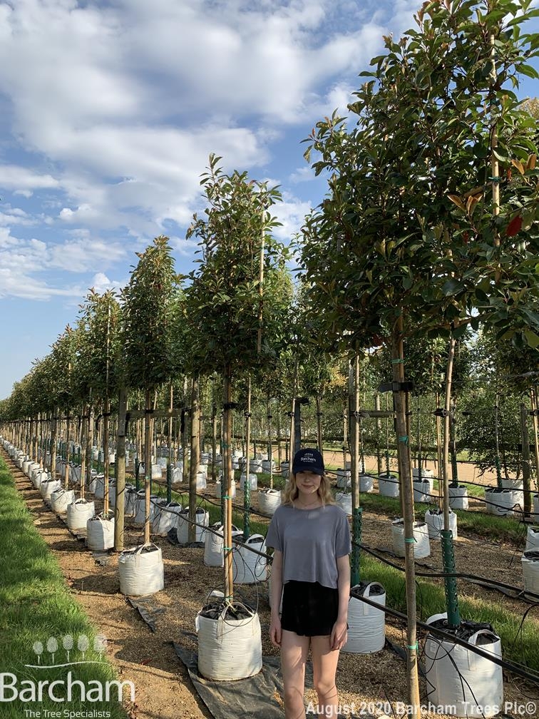 Pleached Christmas Berry, Pleached Photinia, Pleached Red Robin