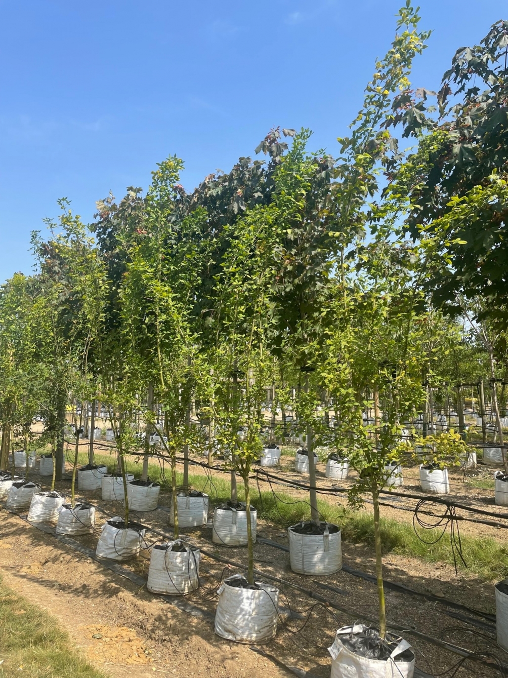 Laburnocytisus 'Adamii' (Adams Laburnum) for Sale Barcham Trees Laburnocytisus 'Adamii' (Adams Laburnum) for Sale Barcham Trees