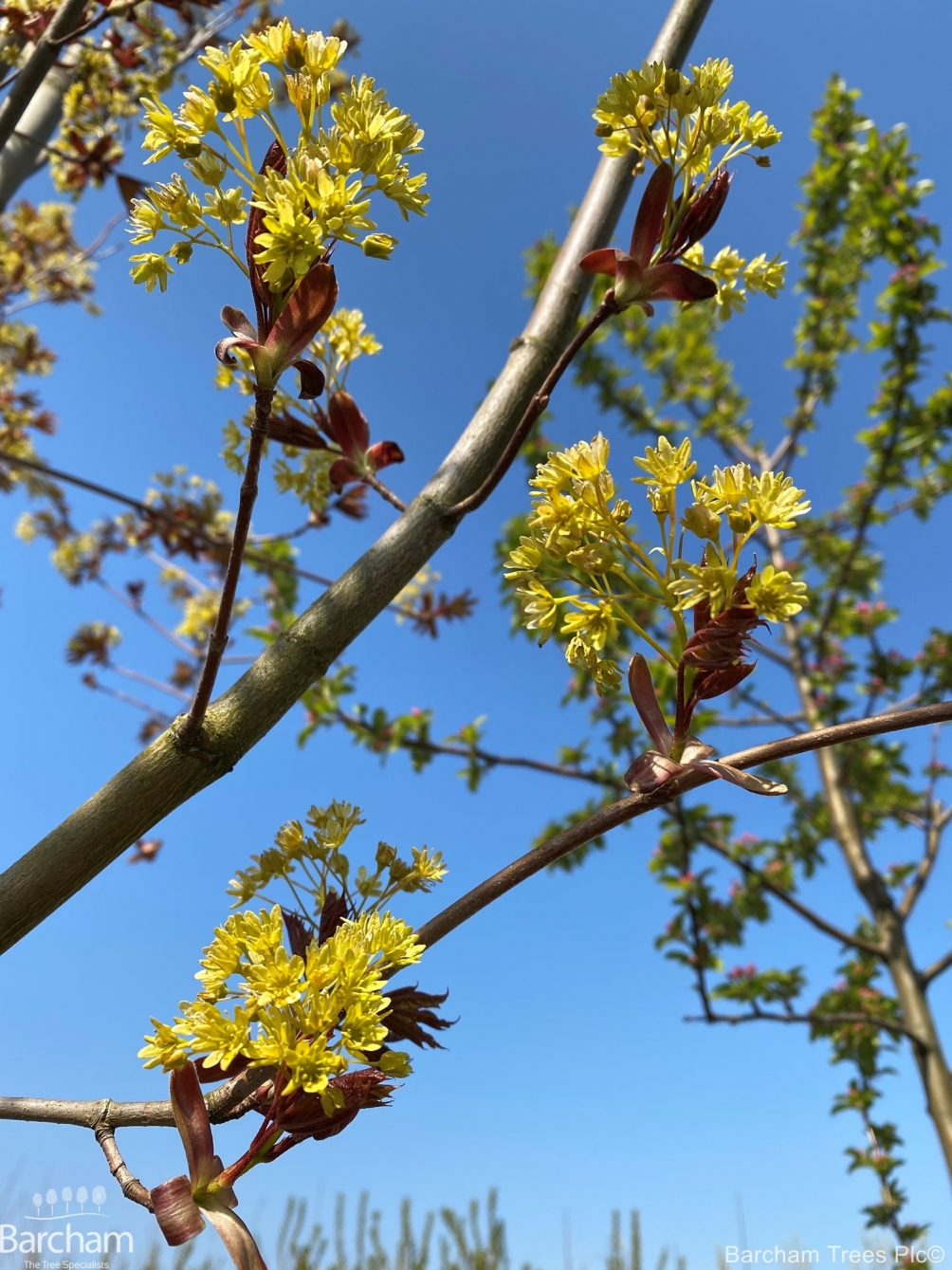 Deborah Norway Maple Barcham Trees