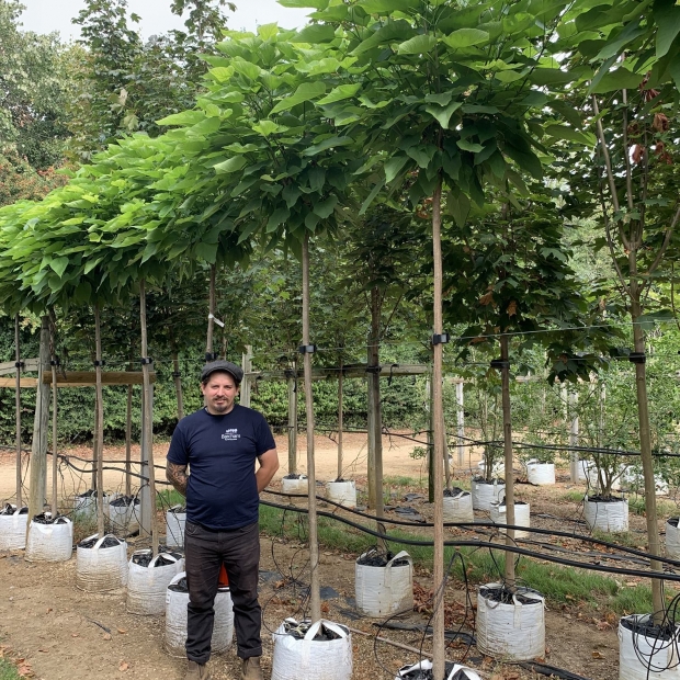 Dwarf Indian Bean Tree Barcham Trees Dwarf Indian Bean Tree Barcham Trees