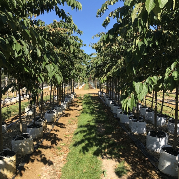 Japanese Cherry Shirotae Mount Fuji Barcham Trees