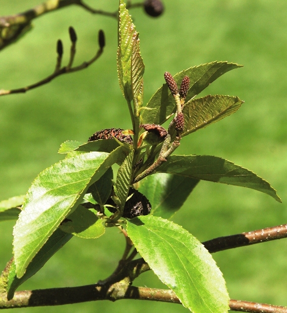 Spaeth Alder - Barcham Trees