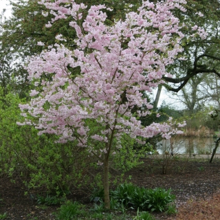 Accolade Cherry Cherry Blossom Accolade Flowering Cherry Accolade Ornamental Cherry Barcham Trees