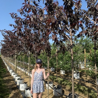 Medium Prunus Royal Burgundy