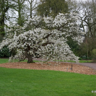 Japanese Cherry Shirotae Mount Fuji Barcham Trees