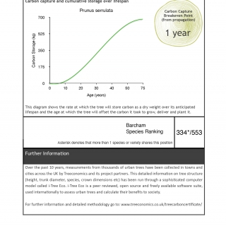 Japanese Cherry Shirotae Mount Fuji Barcham Trees