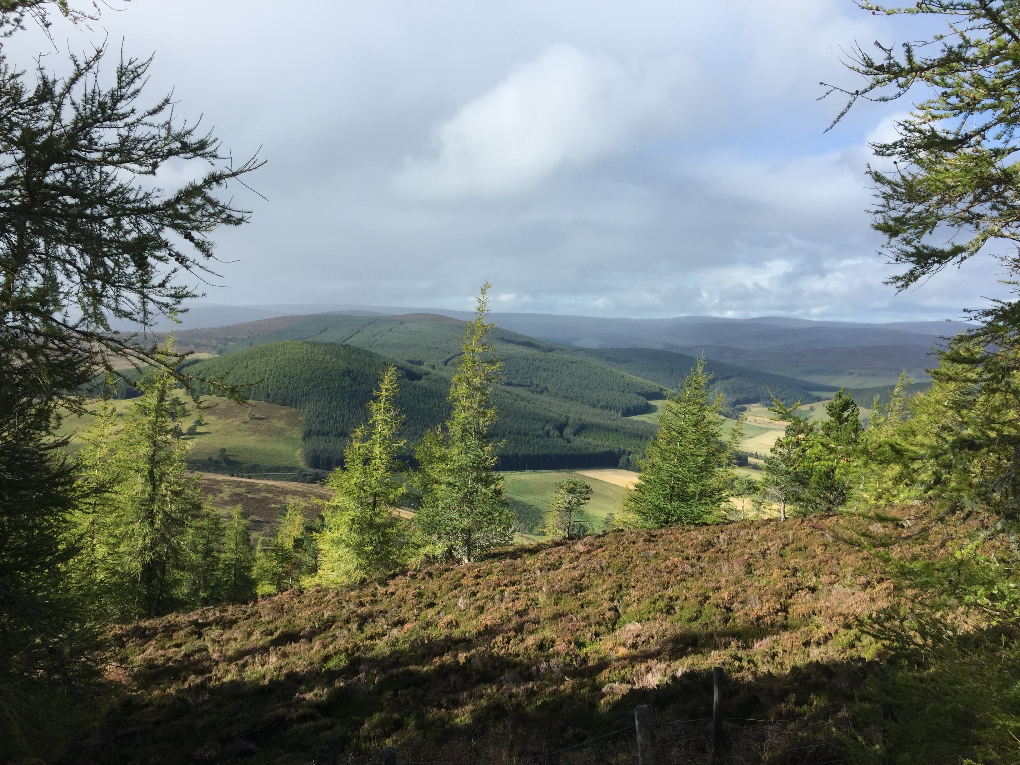Cairngorms from the local hill