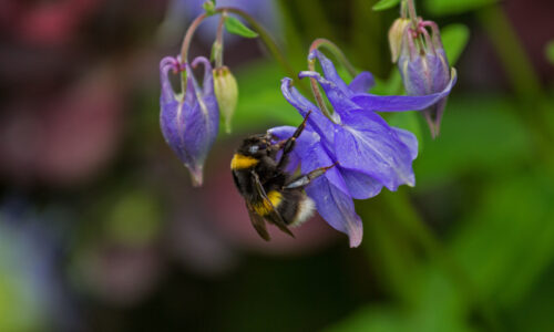 Life in the Candacraig Walled Garden