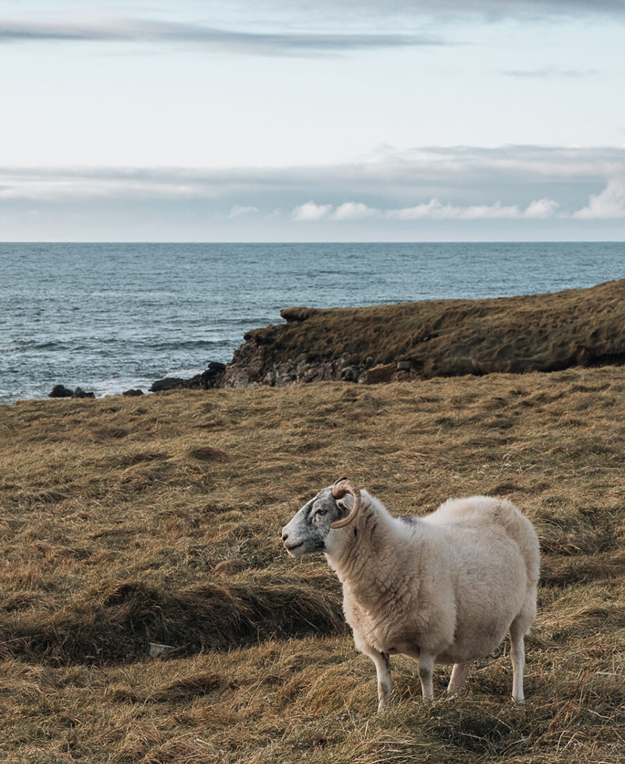 Sheep on Isle of Lewis wildlife trip hebrides Brighid holiday accommodation