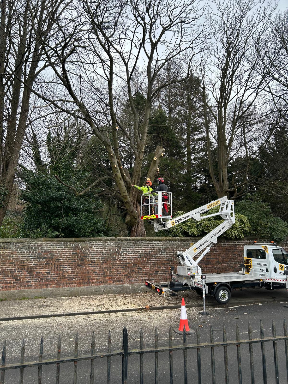 Tree Surgery