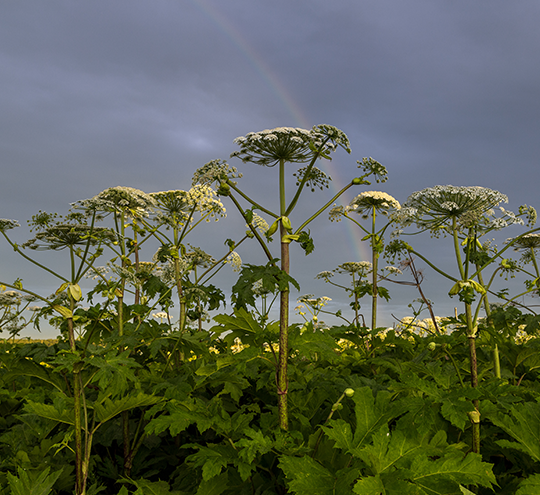 Inex Service Image Invasive Weed