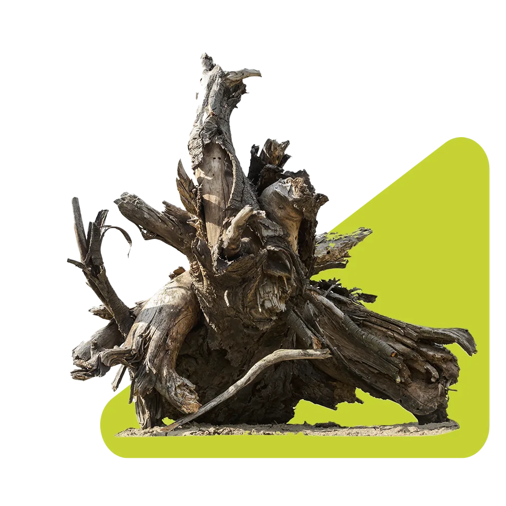 Inex triangles Tree Stump