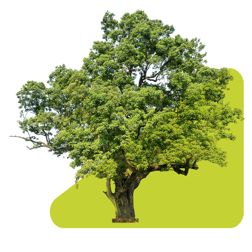 Inex_triangles_Tree.png