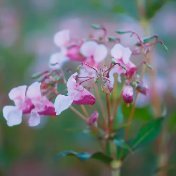 balsam-flower-himalayan-balsam-impatiens-glandul-2023-11-27-04-50-21-utc.jpg
