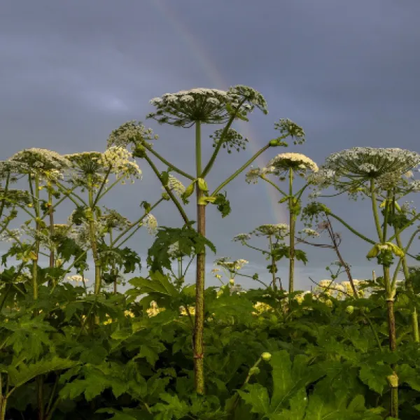 sosnowsky-s-hogweed-heracleum-sosnowskyi-dangerous-2023-11-27-05-11-57-utc.jpg