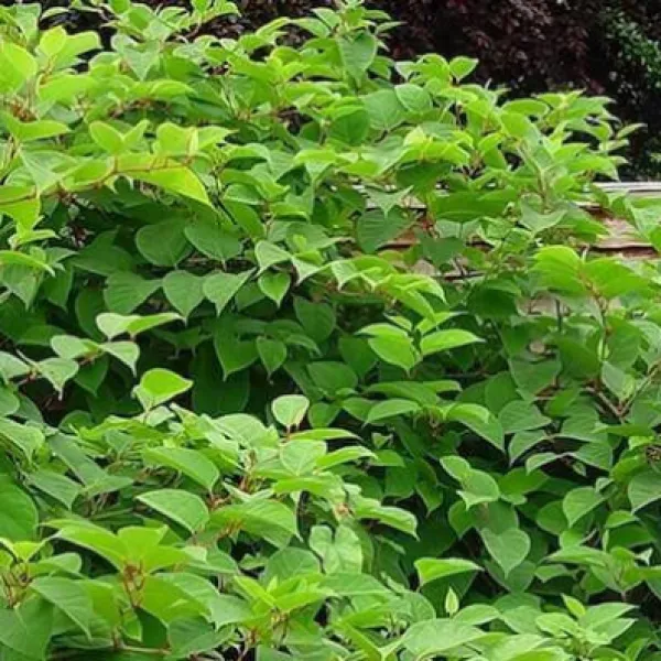 6145a6ae4ef6e6dc4ad61931_japanese-knotweed-senedd-main.jpg